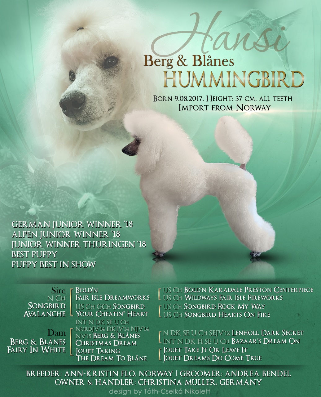 Songbird miniature hot sale poodles